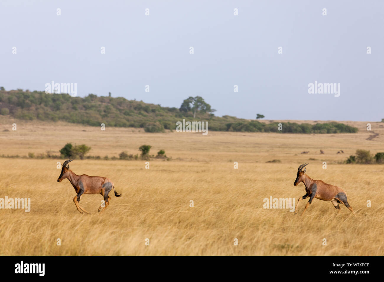 Zwei Topi (Damaliscus lunatus korrigum/Damaliscus), über die Savanne, die in der trockenen Jahreszeit laufen, Masai-Mara Game Reserve, Kenia. Stockfoto