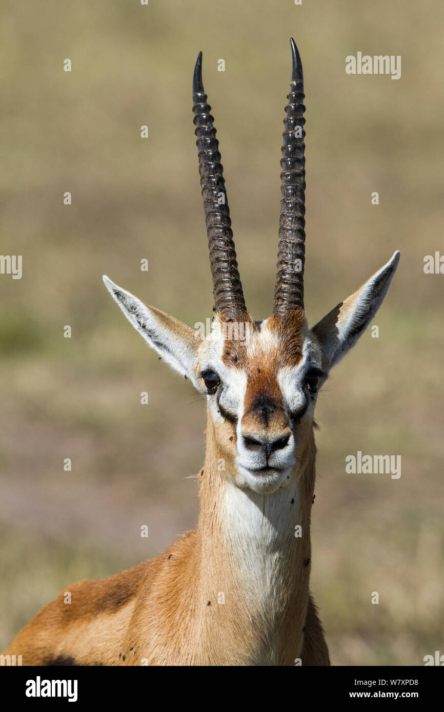 Thomson&#39;s Gazelle (Eudorcas Thomsonii) männliche Portrait, Masai-Mara Game Reserve, Kenia. Stockfoto