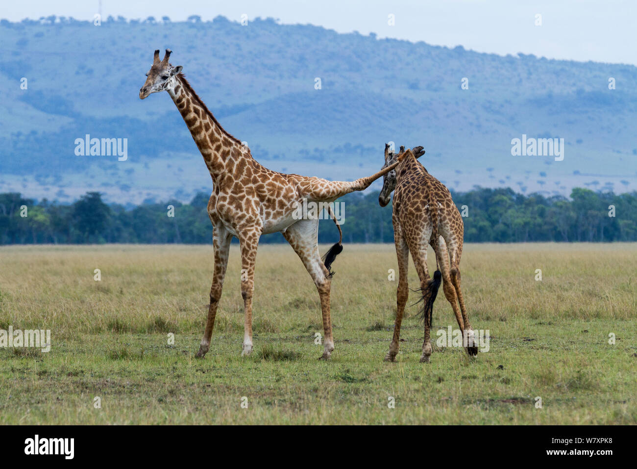 Masai Giraffe (Giraffa Camelopardalis tippelskirchi) Männer kämpften, eine mit Hinterbein über den Hals des anderen. Masai-Mara Game Reserve, Kenia. Stockfoto