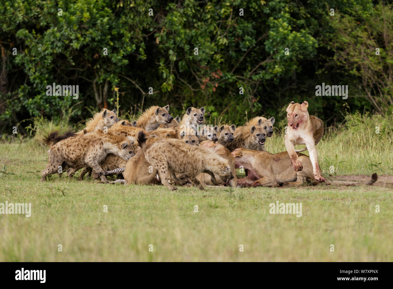 Löwinnen (Panthera leo) in Konflikt mit der großen Gruppe von Tüpfelhyänen (Crocuta crocuta) über töten. Masai-Mara Game Reserve, Kenia. Stockfoto