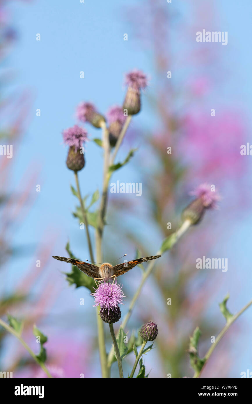 Die bemalte Lady Butterfly (Vanessa Cardui) sitzt auf der Weide auf einen schleichenden Thistle (Cirsium arvense) Stockfoto