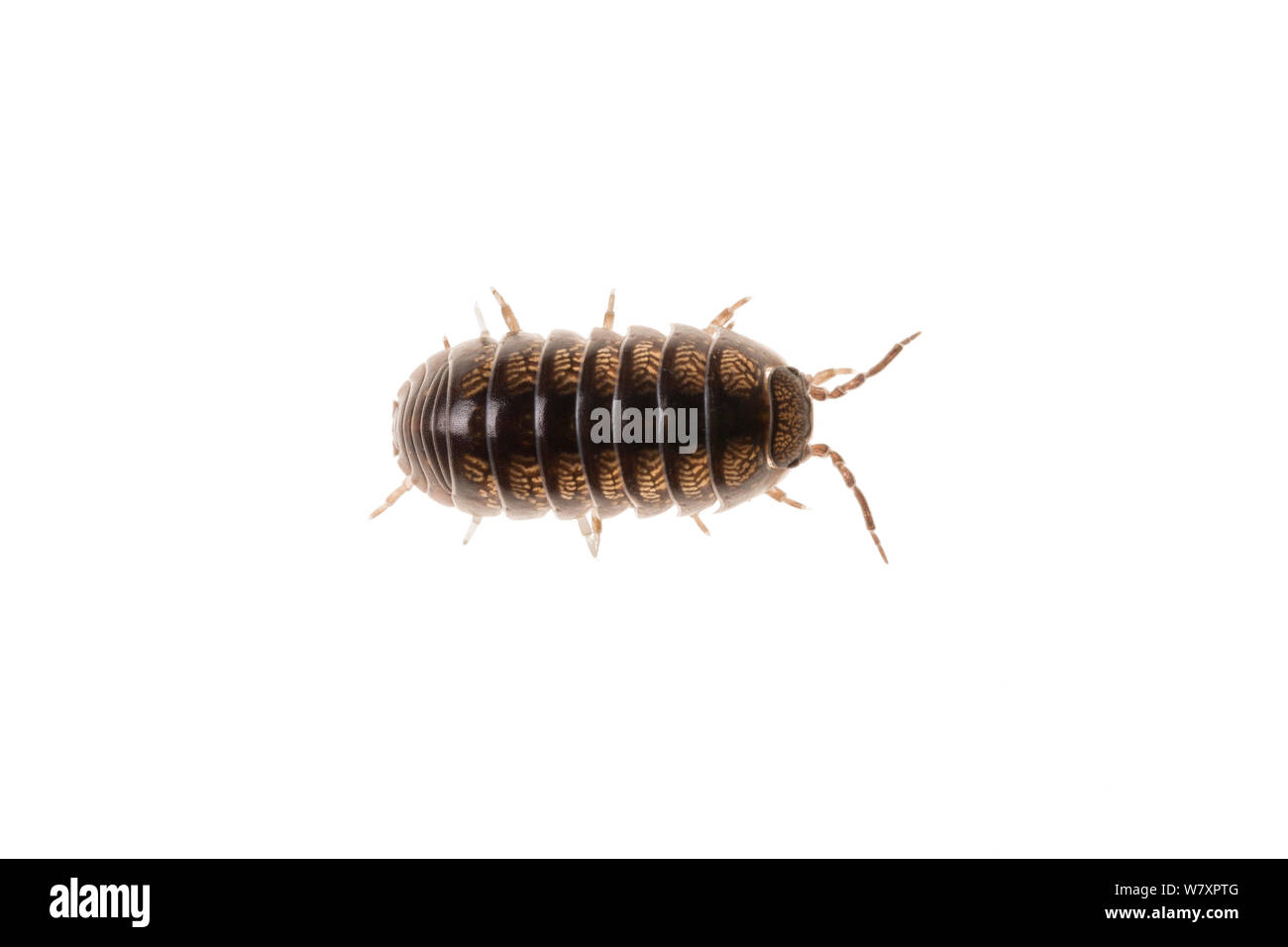 Pille woodlouse (Armadillidium vulgare) Maine-et-Loire, Frankreich, August, meetyourneighbors.net Projekt Stockfoto