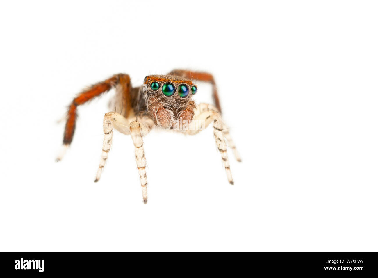 Saitis barbipes Jumping spider () männlich, Maine-et-Loire, Frankreich, September, meetyourneighbors.net Projekt Stockfoto