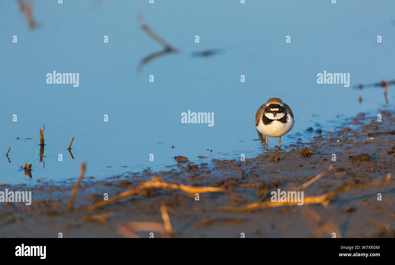 Flussregenpfeifer (Charadrius dubius) am Rand von Wasser, Shumen, Bulgarien, April. Stockfoto