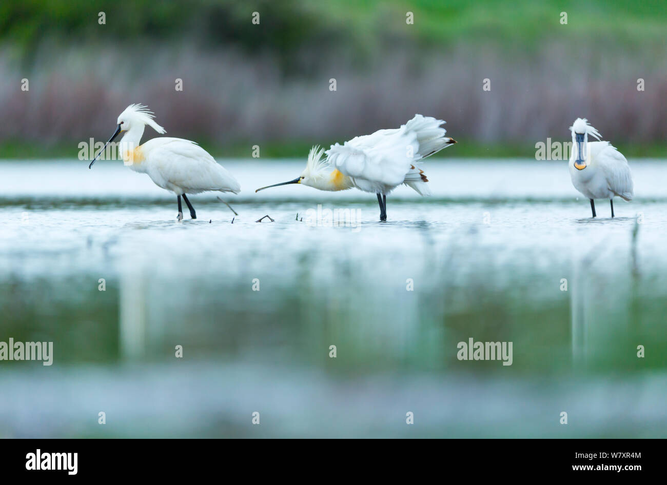 Eurasischer Löffler (Platalea leucorodia) auf dem Wasser. Shumen, Bulgarien, April. Stockfoto