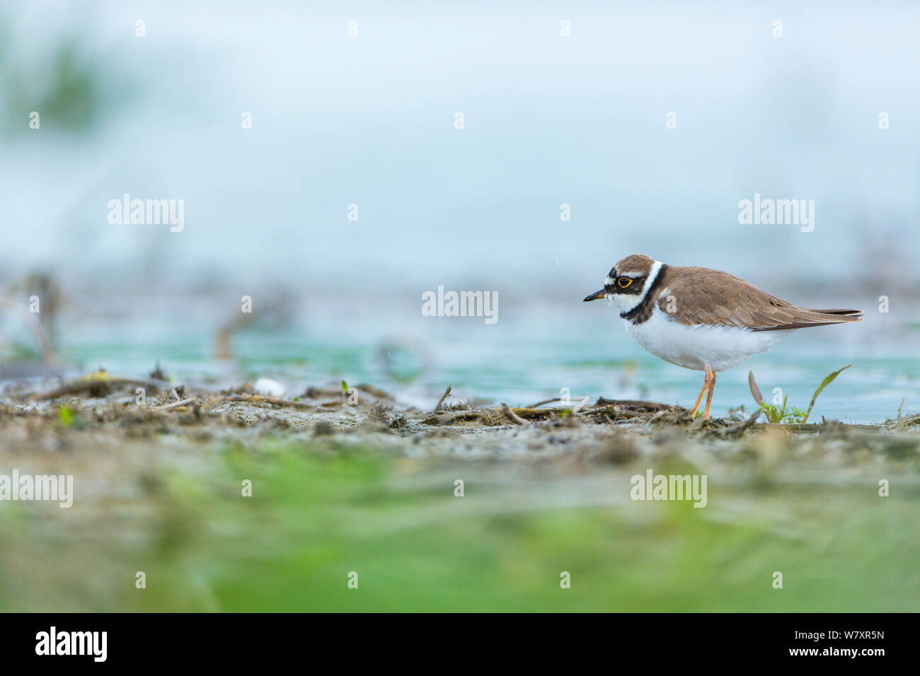 Flussregenpfeifer (Charadrius dubius) am Rand von Wasser, Shumen, Bulgarien, April. Stockfoto