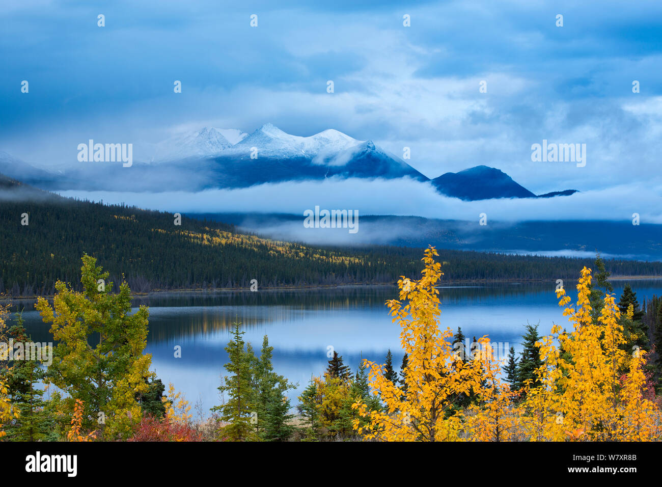 Herbstliche Beben Aspen (Populus tremuloides) an Nares Lake, mit Montana Berg jenseits, in der Nähe von Carcross, Yukon, Kanada, September 2013. Stockfoto