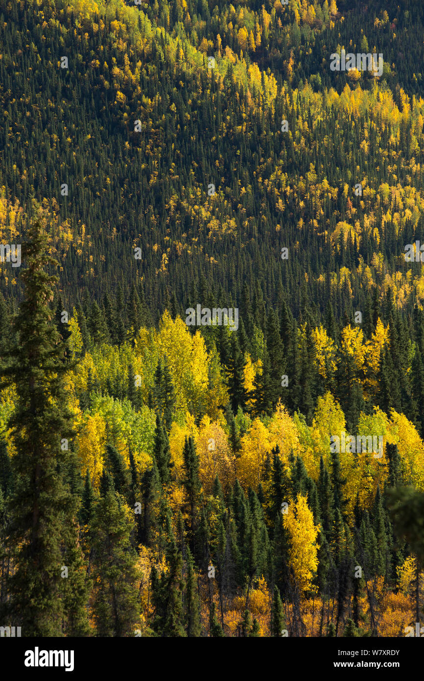 Die herbstlichen Wald, mit Beben Apsen (Populus tremuloides) Dome Hill, Fransen den Dempster Highway, Yukon, Kanada, September 2013. Stockfoto