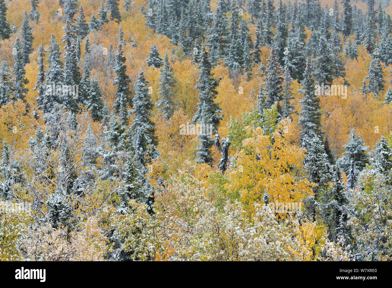 Beben Aspen Bäume (Populus Tremuloides) und Koniferen mit Schneedecke, Kuppel Hügel oberhalb von Dawson City, Yukon Territorien, Kanada, September 2013. Stockfoto
