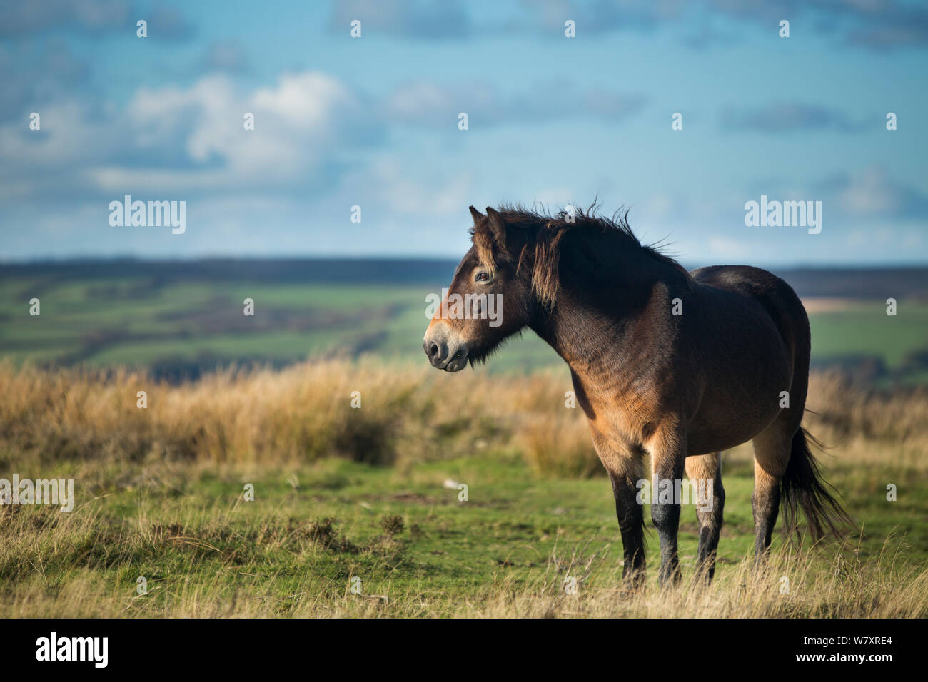 Exmoor pony auf winsford Hill, Exmoor National Park, Somerset, England, UK. November 2013. Stockfoto