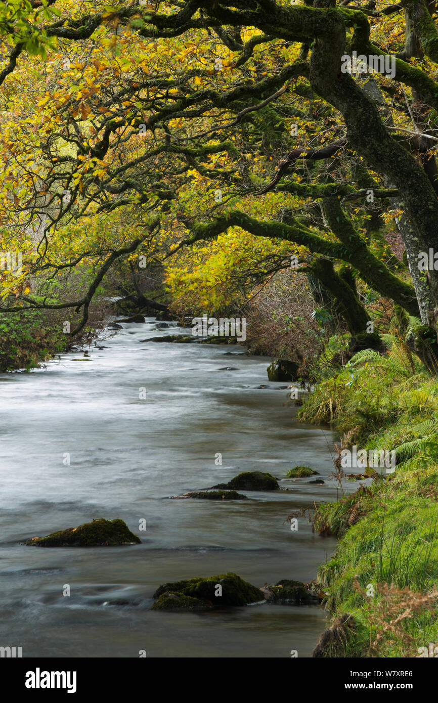Badgworthy Wasser, mit herbstlichen Bäume, doone Senke, Exmoor National Park, Somerset, England, Großbritannien Stockfoto