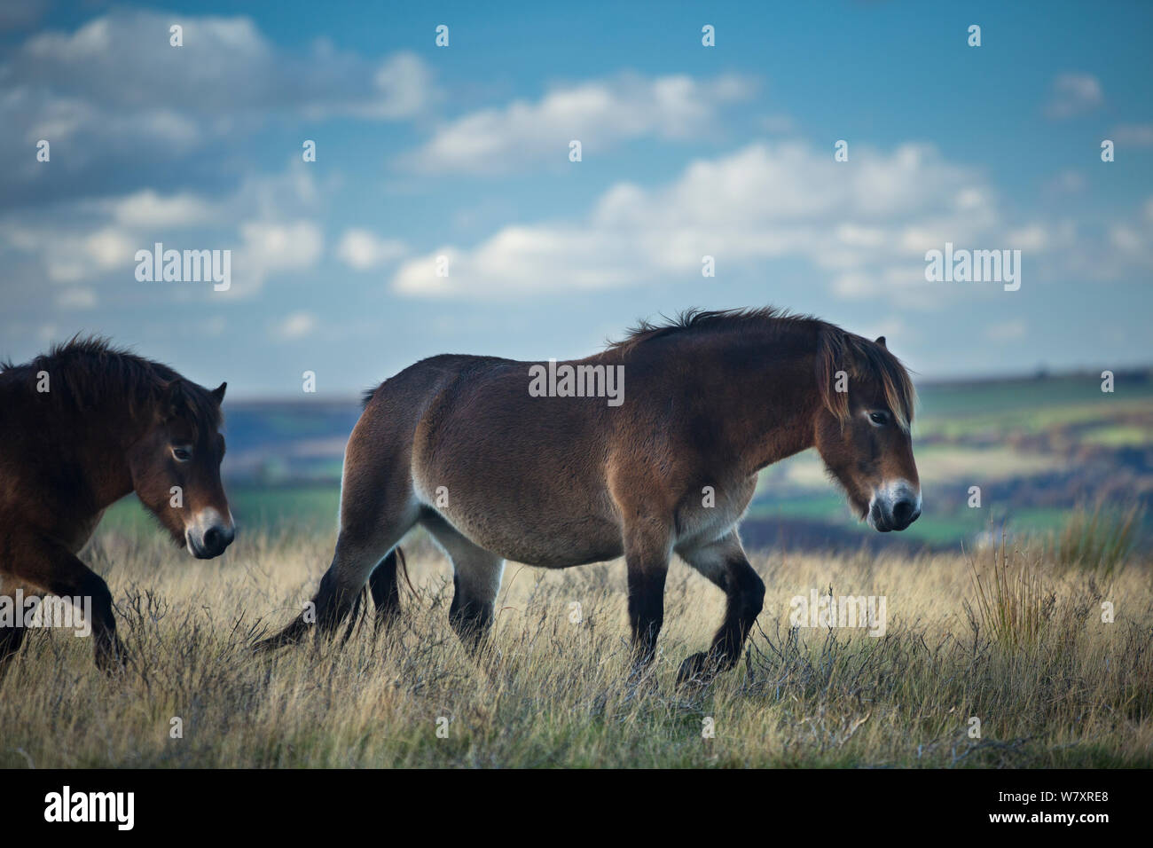 Exmoor Ponys auf Winsford Hill, Exmoor National Park, Somerset, England, UK. November. Stockfoto