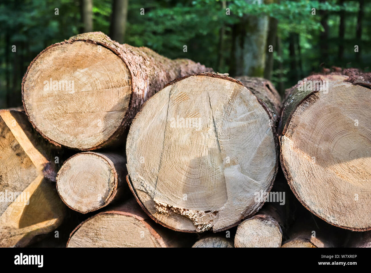 Frisch geschnittenen Baum Amtsleitungen Stockfoto