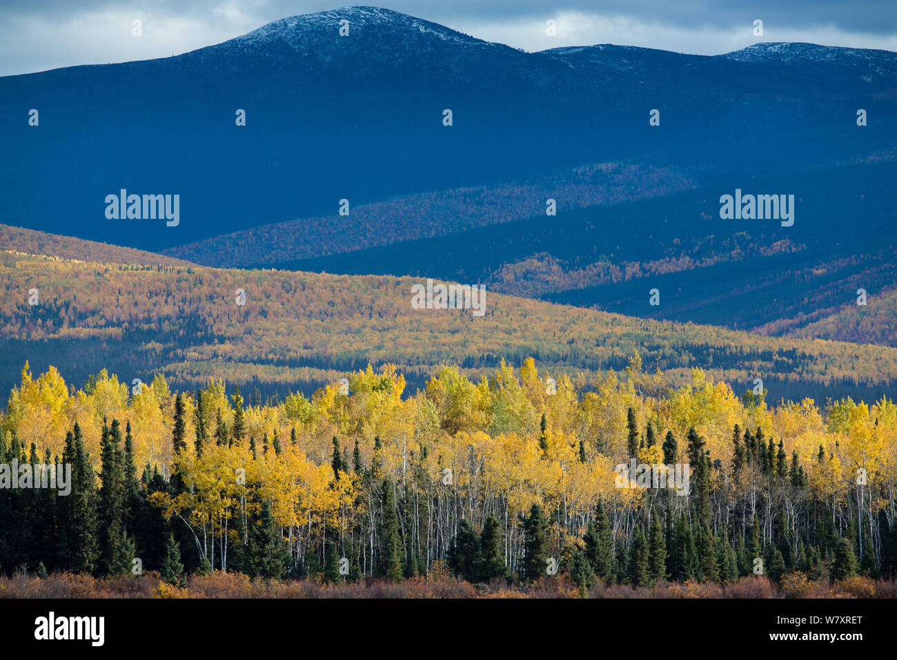 Herbstliche Beben Aspen (Populus tremuloides) und Pinienwald, entlang der Klondike Highway in der Nähe von Moose Creek, Yukon, Kanada, September 2013. Stockfoto