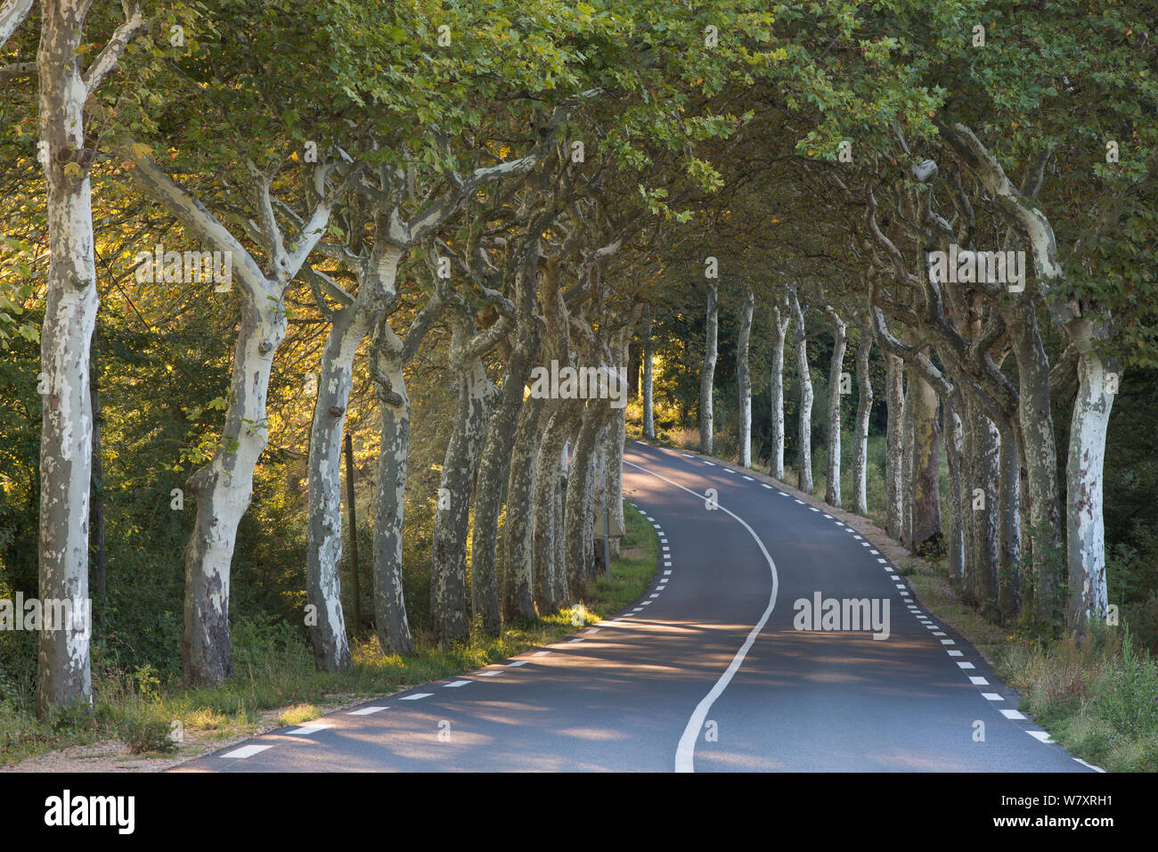 Allee von Platanen (Platanus) auf einer Straße nahe Soreze, Tarn, Languedoc, Frankreich, September 2012. Stockfoto