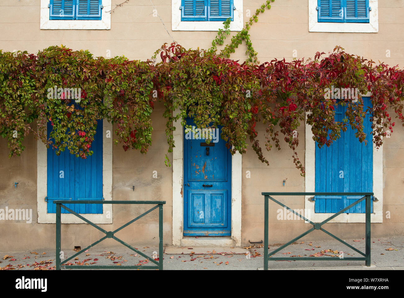 Blaue Tür mit Weinreben (Vitis) Puyloubier, Var, Provence, Frankreich, Oktober 2012. Stockfoto