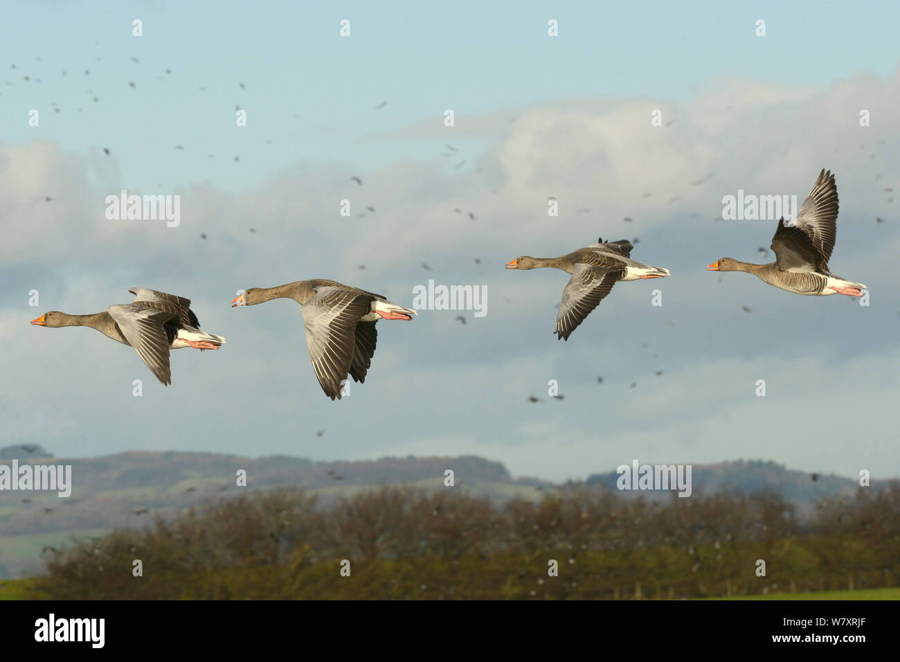 Vier Graugänse (Anser anser) Fliegen über überschwemmten Weideland und ruft mit vielen anderen Wildvögeln im Flug im Hintergrund, Gloucestershire, UK, Januar. Stockfoto