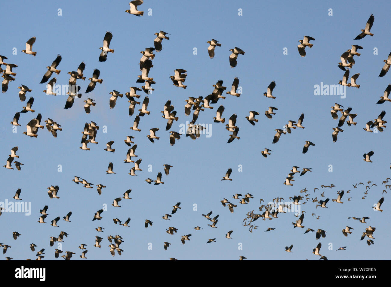 Kiebitze (Vanellus vanellus) und Goldregenpfeifer (Pluvialis apricaria) im Flug vor blauem Himmel, Gloucestershire, UK, November. Stockfoto