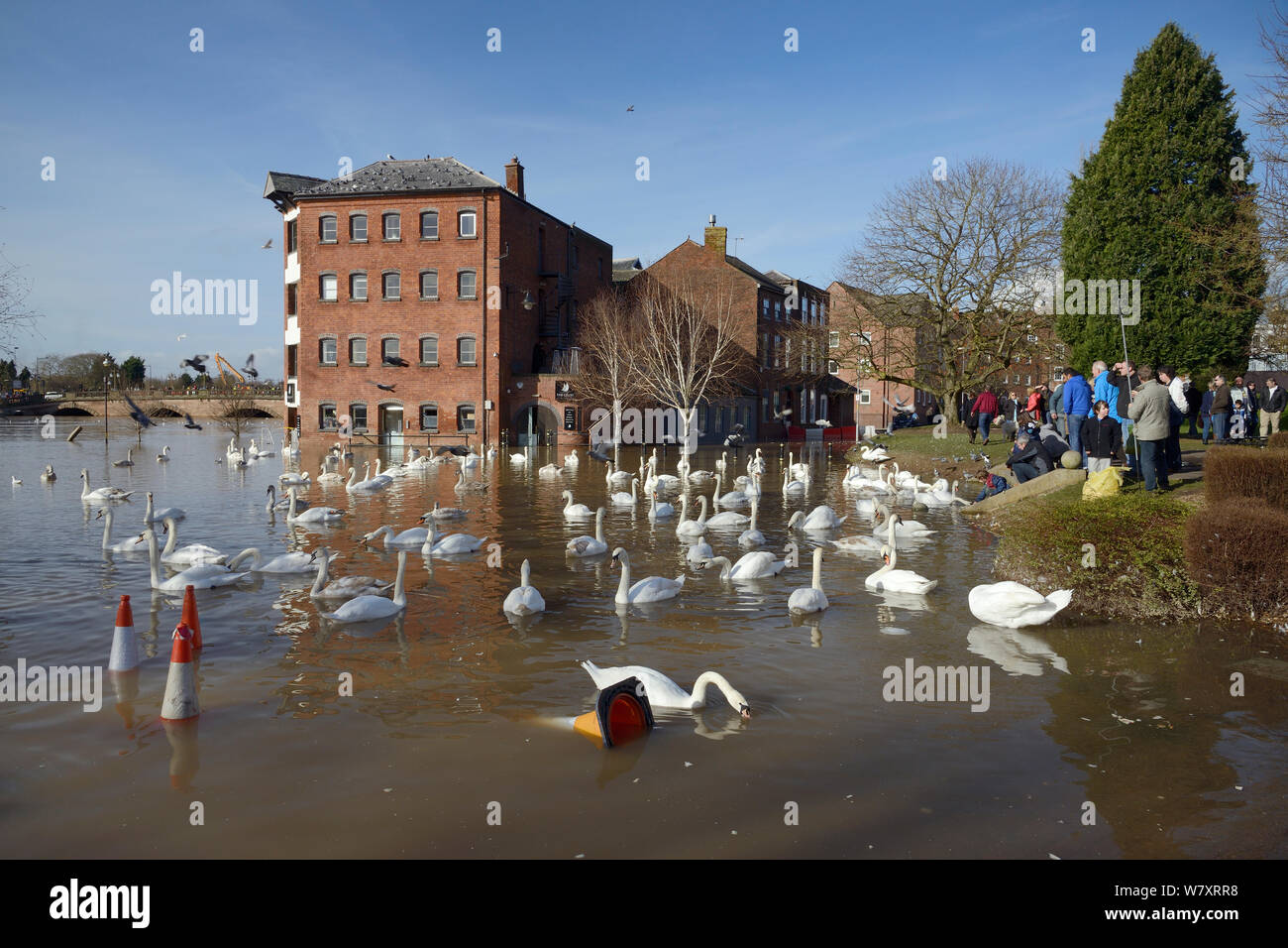 Menschen beobachten Höckerschwäne (Cygnus olor) Schwimmen in der Nähe von überfluteten Alte Cornmill in Worcester nach dem Stadtzentrum war überflutet durch den Fluss Severn platzen seine Banken, Gloucestershire, Februar 2014. Stockfoto