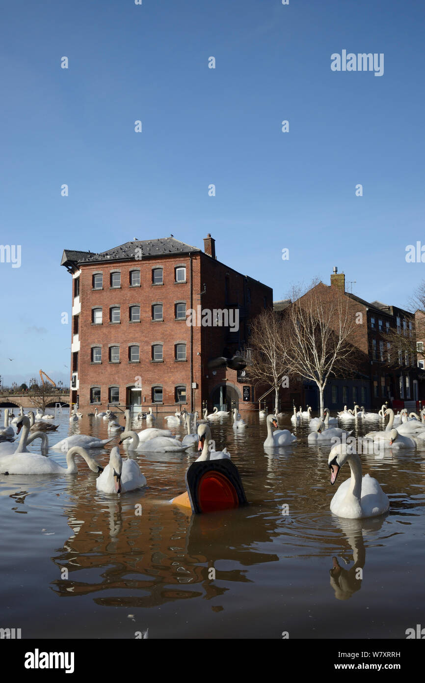 Höckerschwäne (Cygnus olor) Schwimmen in der Nähe von überfluteten Alte Cornmill in Worcester nach dem Stadtzentrum war überflutet durch den Fluss Severn platzen seine Banken, Gloucestershire, Februar 2014. Stockfoto