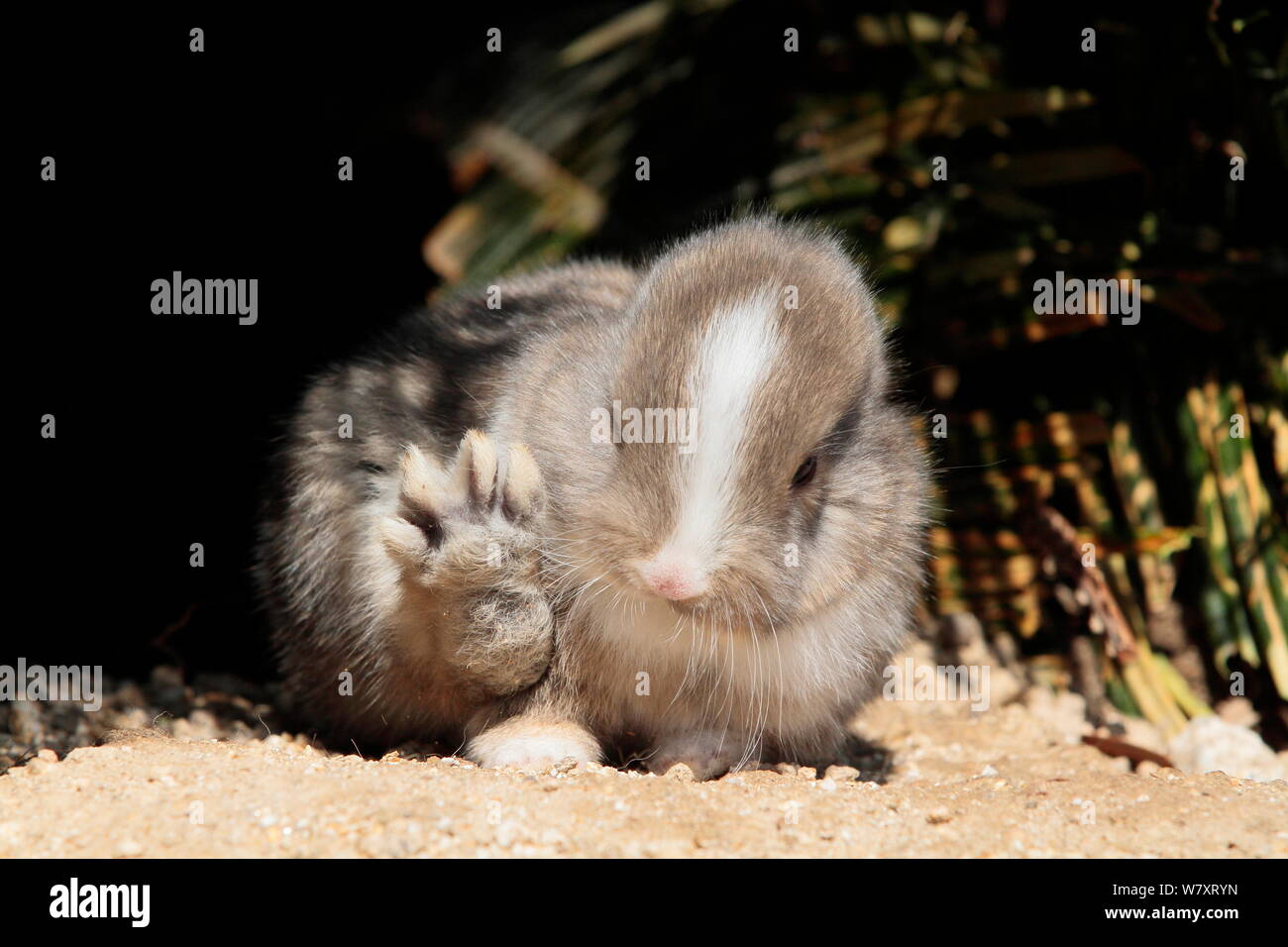 Baby Kaninchen mit zurück Tatze erhoben, Okunoshima&#39; Rabbit Island&#39;, Takehara, Hiroshima, Japan. Stockfoto