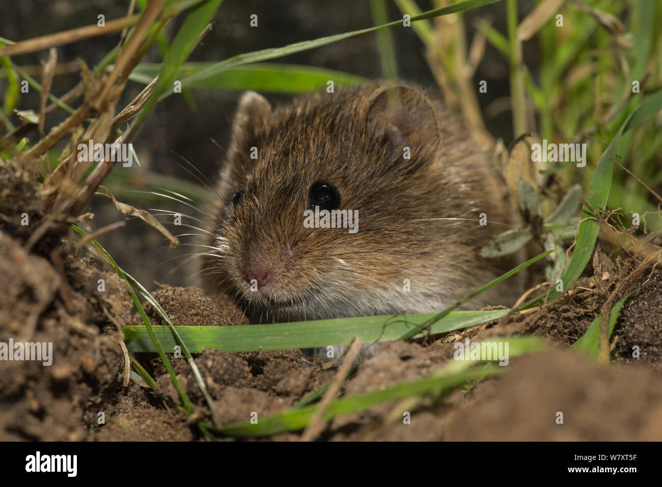 Gemeinsame vole (Microtus arvalis), Niedersachsen, Deutschland, Captive, August. Stockfoto