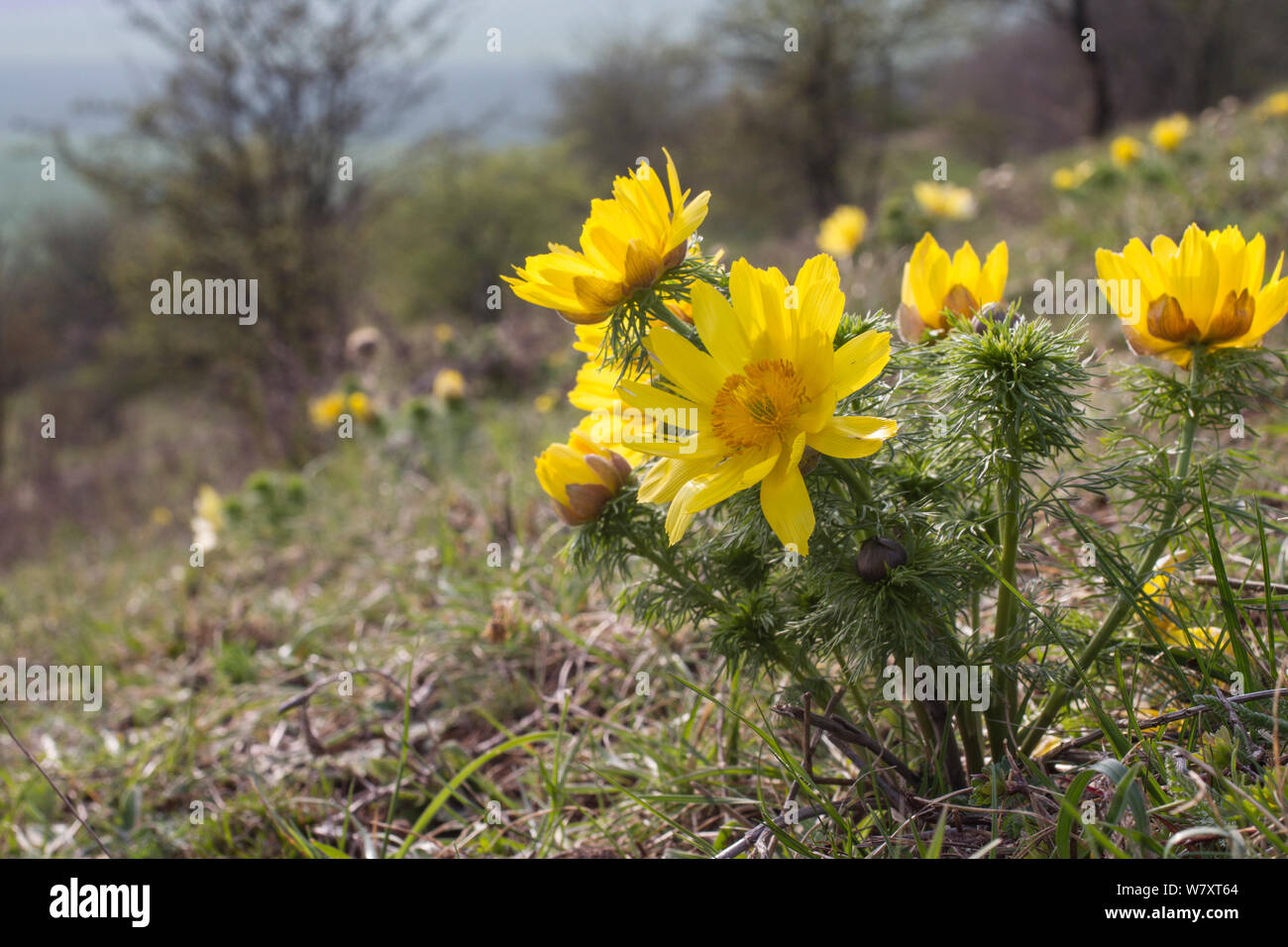 Feder Adonis/Fasan&#39;s Eye (Adonis Vernalis), Heeseberg, Sachsen-Anhalt, Deutschland, März 2014. Stockfoto