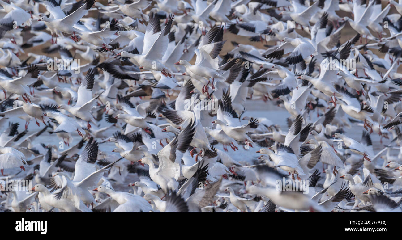 Schnee Gänse (Anser Caerulescens) Herde landen und Sie an der Bosque Del Apache National Wildlife Refuge, New Mexiko. Januar. Stockfoto