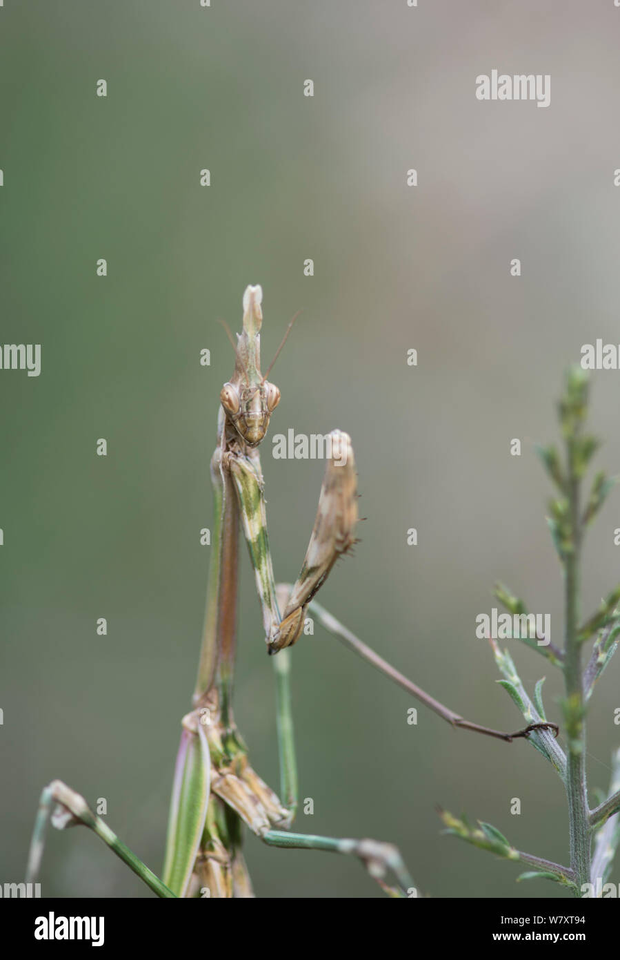 Pfeilspitze Mantis (Empusa pennata), Provence, Frankreich, Mai. Stockfoto