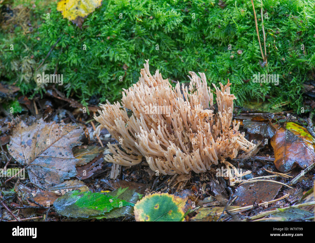 Aufrechte Coral Pilz (Ramaria Stricta), Surrey, Großbritannien, Oktober. Stockfoto