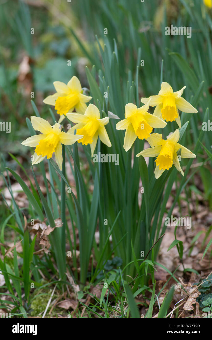 Wilden Narzisse (Narcissus pseudonarcissus) Blühende im Hazel coppiced Waldland, West Dean Woods, Sussex, UK, März. Stockfoto