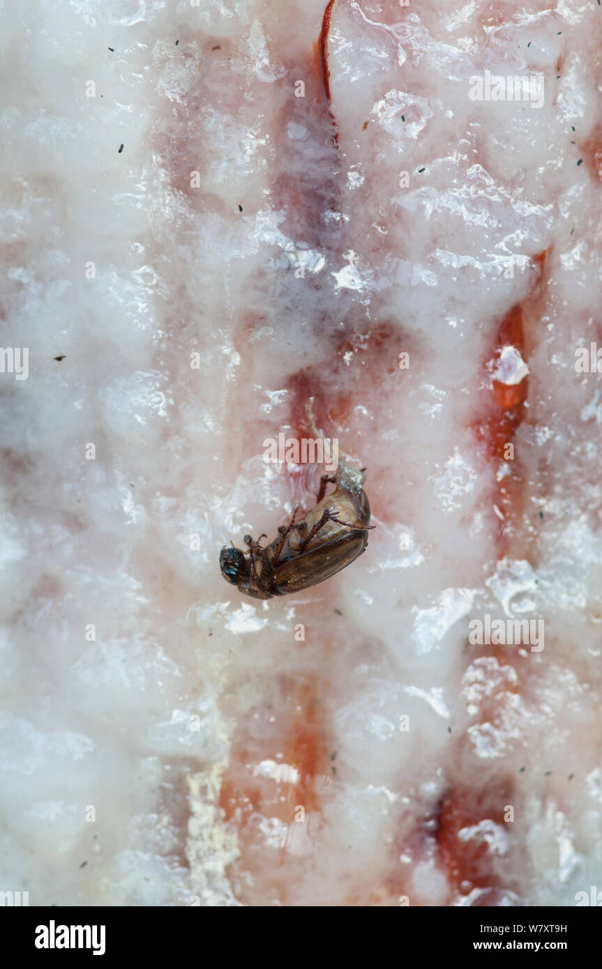 Käfer im Harz von maritimen Kiefer (pinus pinaster), die für die TERPENTIN Produktion, Portugal, September erschlossen wird gefangen. Stockfoto