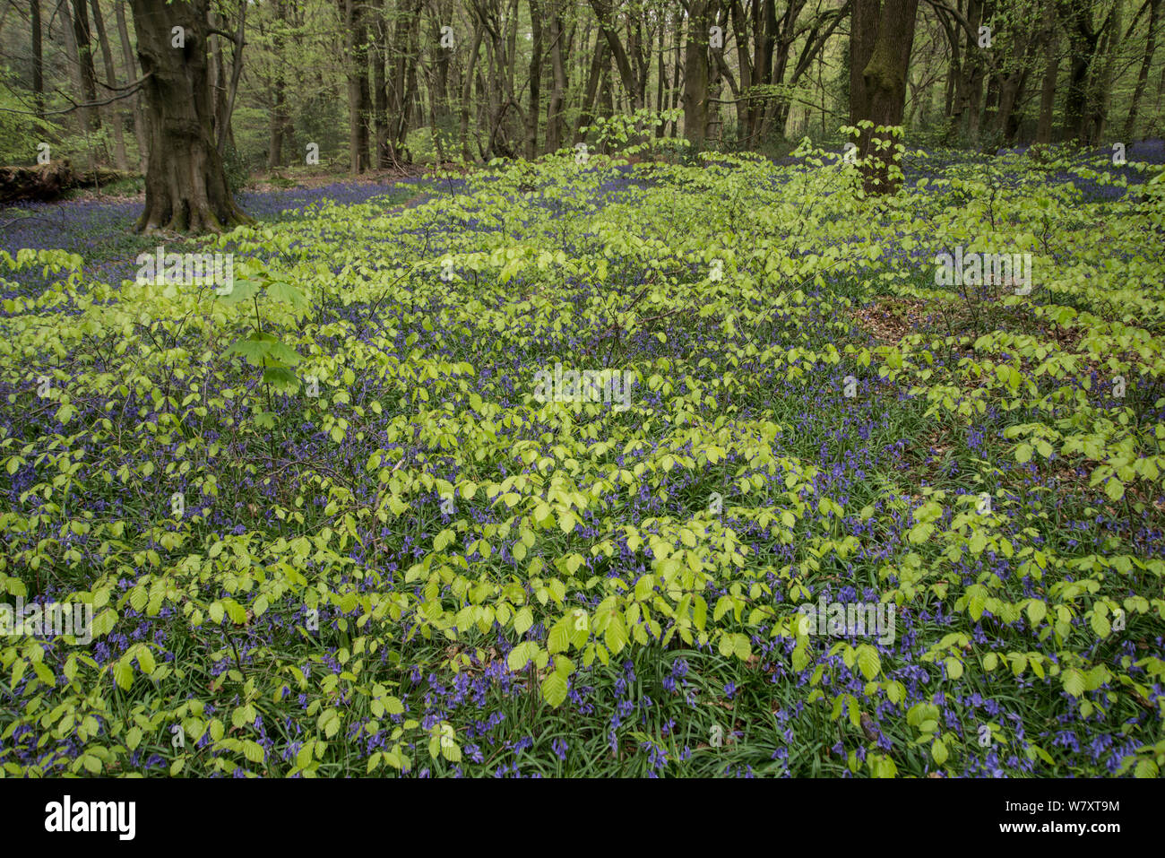 Bluebells (Hyacinthoides non-scripta) Blüte und Blätter Buche (Fagus sylvatica), Surrey, UK, April. Stockfoto
