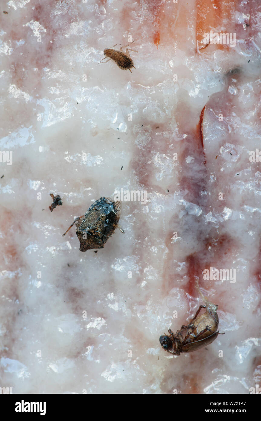 Insekten im Harz von maritimen Kiefer (pinus pinaster), die für die TERPENTIN Produktion, Portugal, September erschlossen wird gefangen. Stockfoto