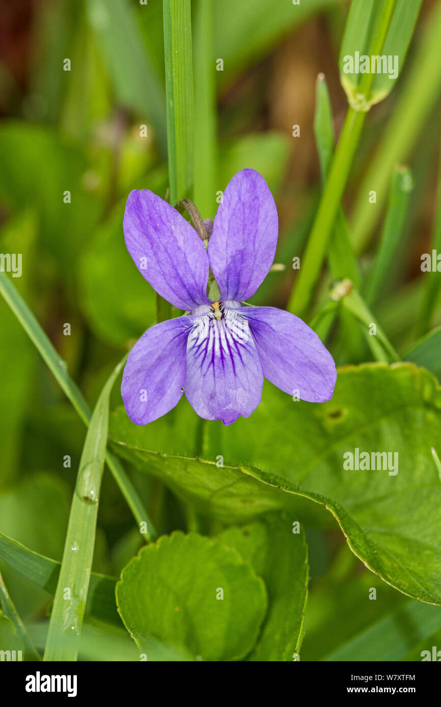 Gemeinsame Hund - Veilchen (Viola riviniana) Brockley Friedhof, Lewisham, South East London, England, UK, April Stockfoto