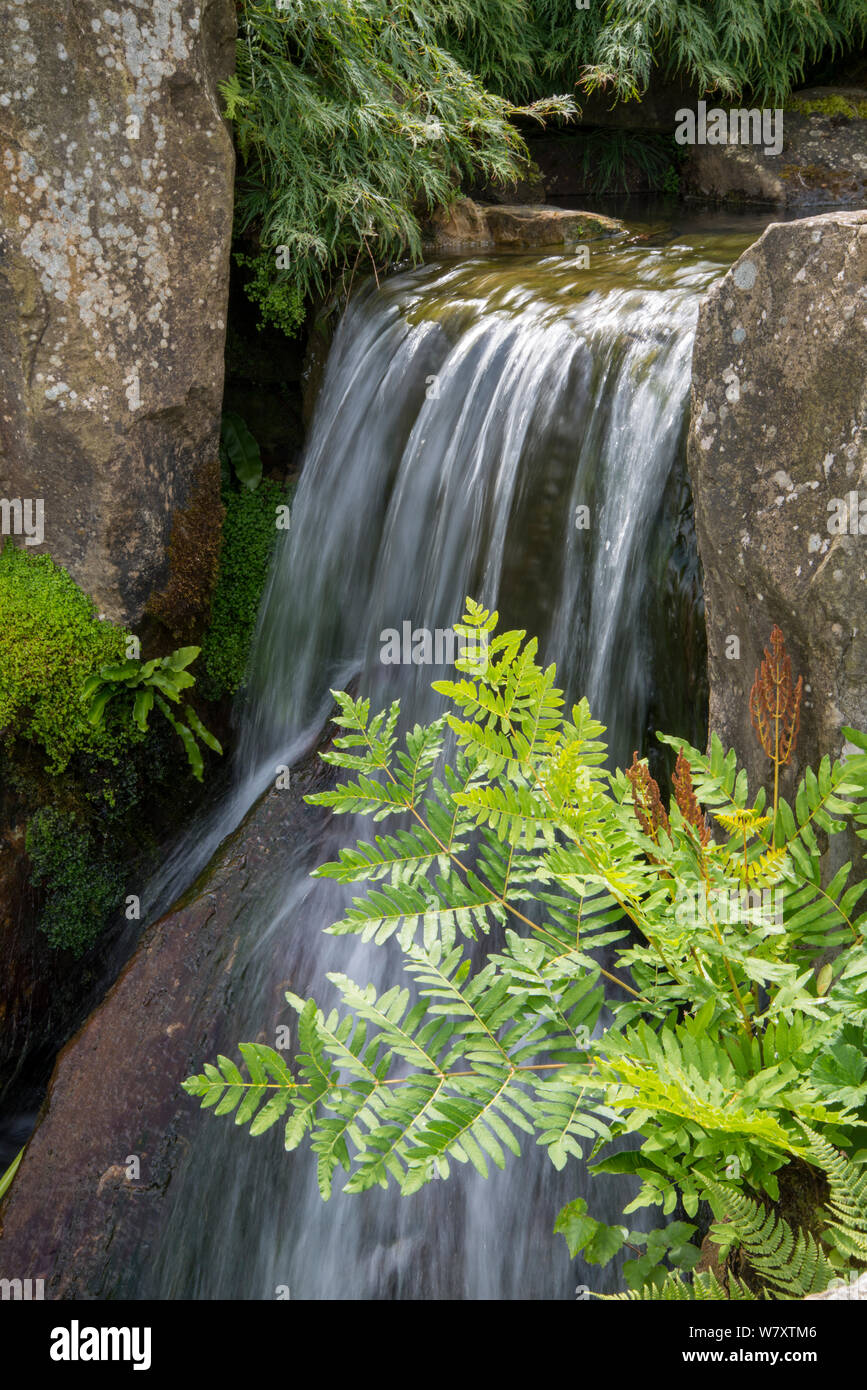 Royal Fern (Osmunda regalis) Botanischer Garten, Surrey, England, Juni 2014. Stockfoto