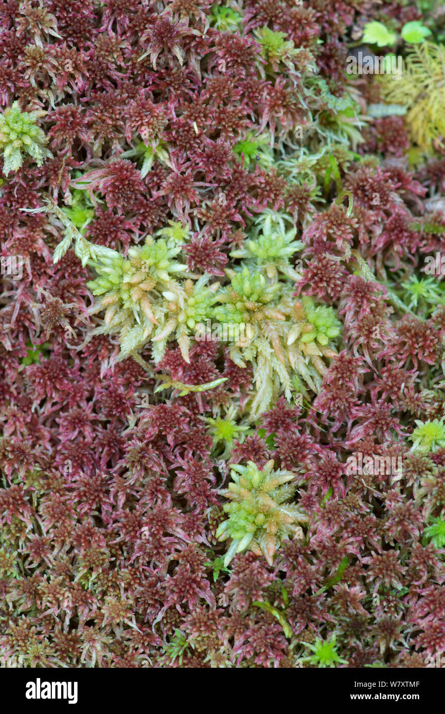 Sphagnum Moos (Sphagnum) Snowdonia, North Wales, UK, Juli. Stockfoto