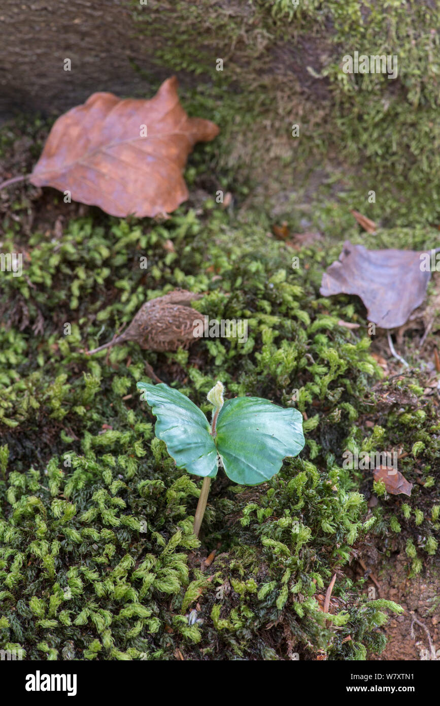 Buche (Fagus sylvatica) Sämling im Frühjahr, Surrey, England, April. Stockfoto