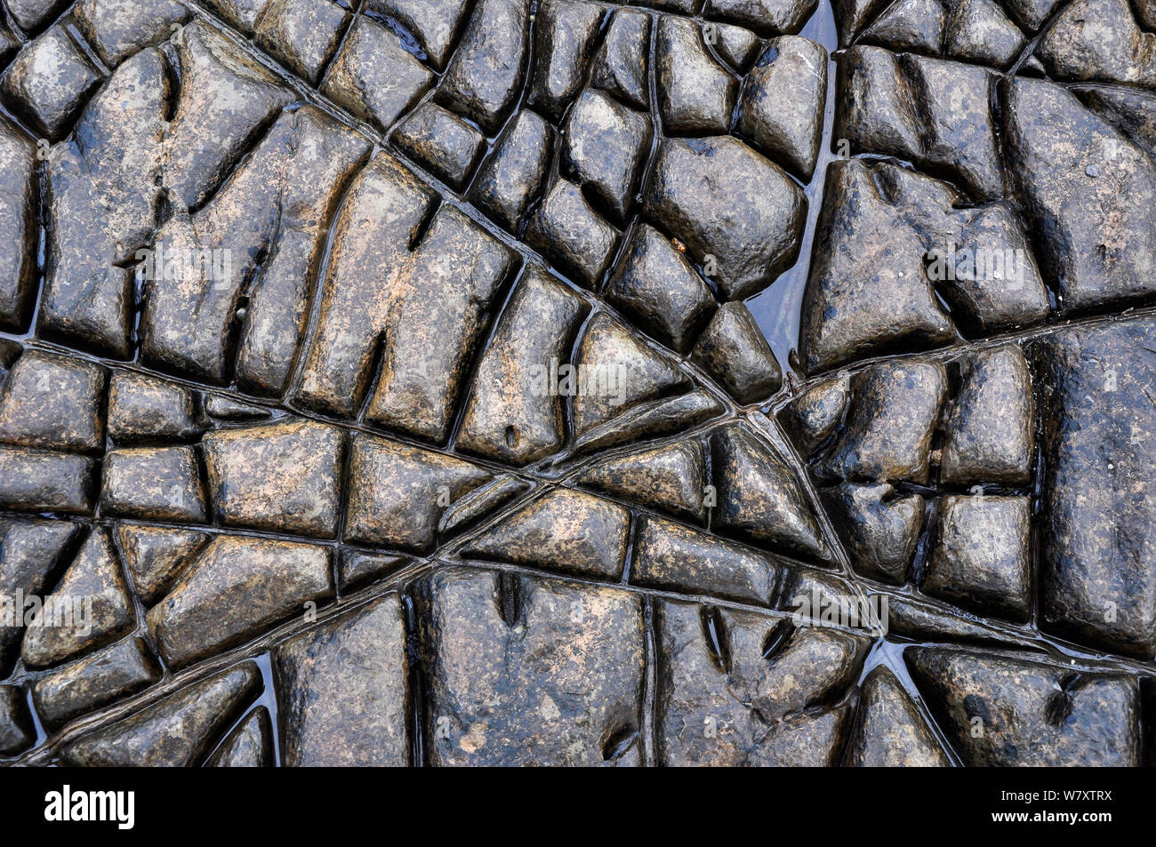 Risse im Gestein (Expansion megapolygons) bei Ebbe in den Wohnungen Dolomit bed ausgesetzt, Jurassic Coast, Kimmeridge, Dorset, Großbritannien, Juli. Stockfoto