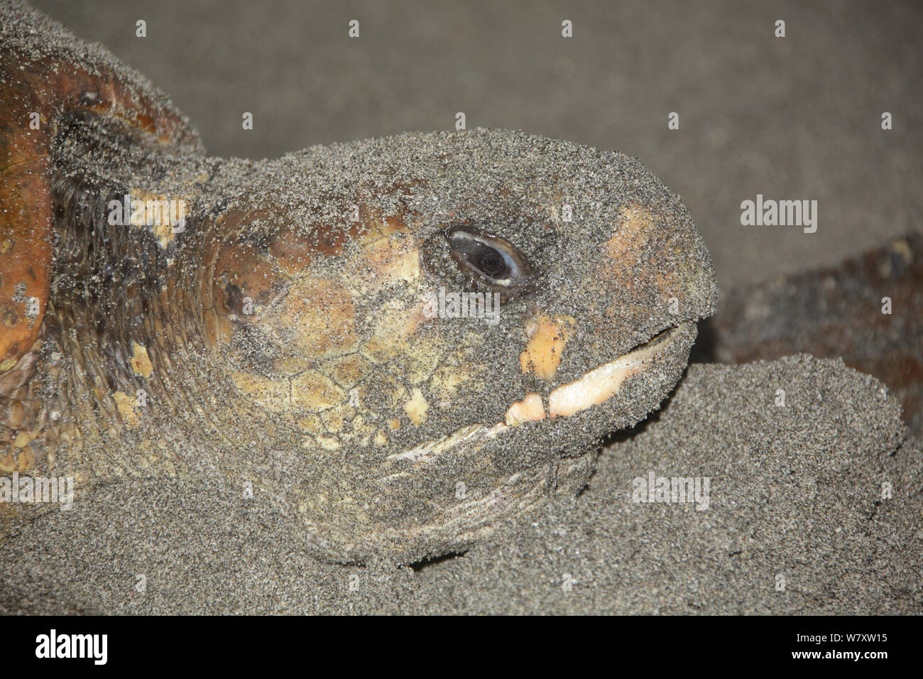 Die Unechte Karettschildkröte (Caretta caretta) Porträt der Frau am Strand, Oman, Juni Stockfoto