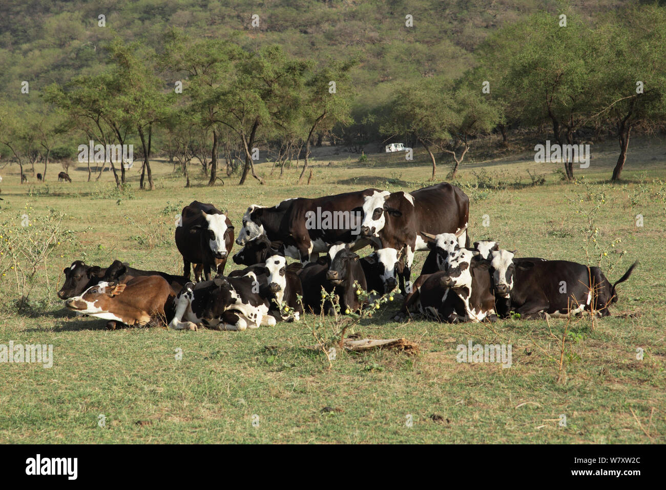 Inländische Rinder, kleine Herde in Gras in Wadi Darbat verwöhnt Sie, Oman, November Stockfoto