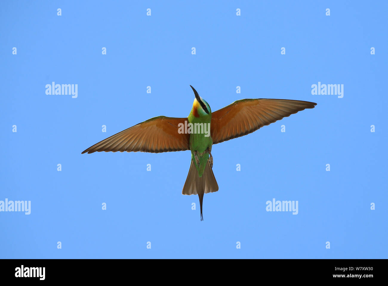 Blau ist bee Eater (merops Persicus) im Flug, Oman, April Stockfoto