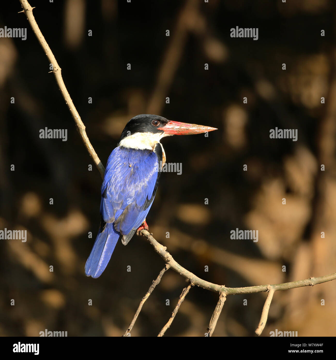 Schwarz bedeckte Kingfisher (Halcyon Pileata) Indien, Februar Stockfoto