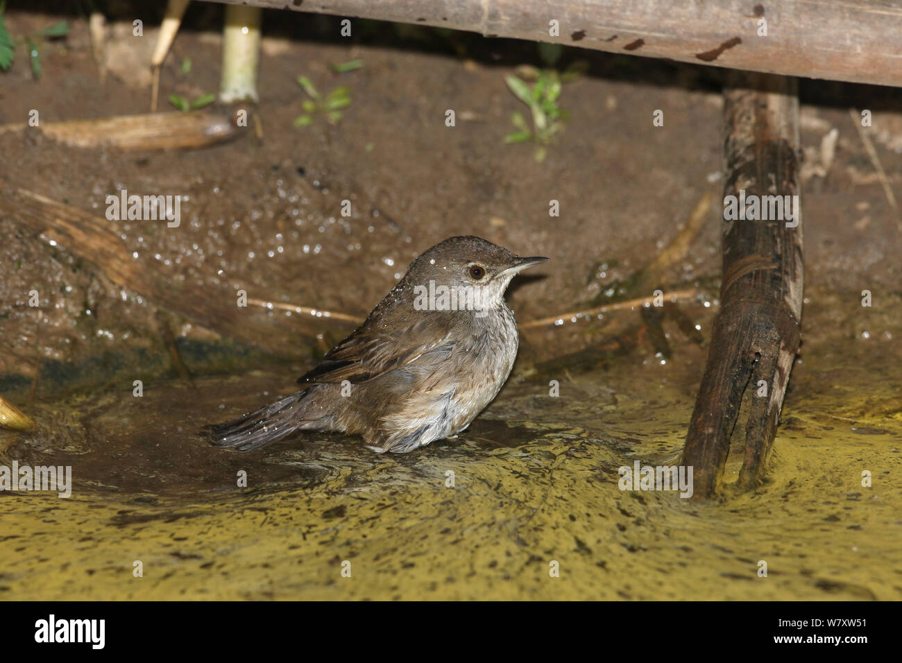 Baikal bush Warbler (Locustella davidi) auf Masse, Thailand, Februar Stockfoto