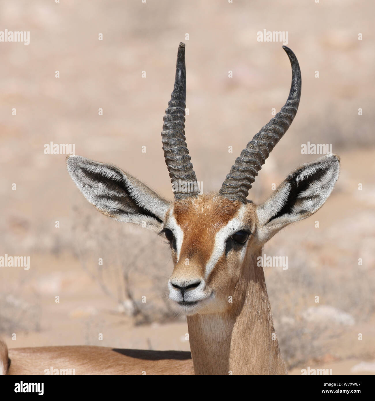 1001 Gazelle (Gazella gazella) männliche Portrait, Oman, November Stockfoto