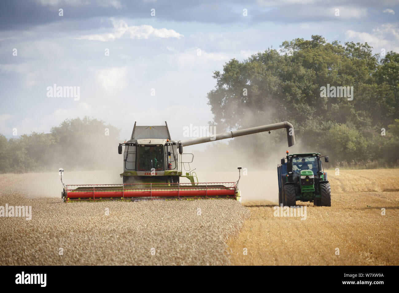 Buckingham, Großbritannien - 19 August 2014. Mähdrescher und Schlepper Weizenernte in einem Feld im englischen Landschaft Stockfoto