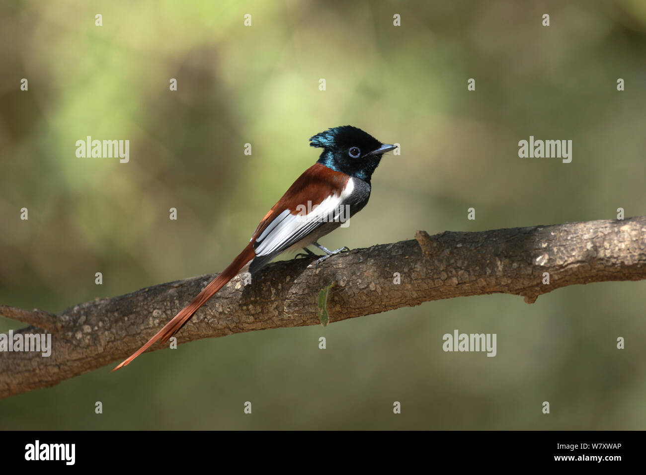 African paradise Schopftyrann (Terpsiphone viridis) auf Zweig, Oman, Dezember Stockfoto