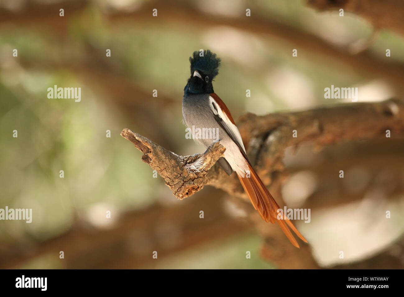 African paradise Schopftyrann (Terpsiphone viridis) Oman, Februar Stockfoto