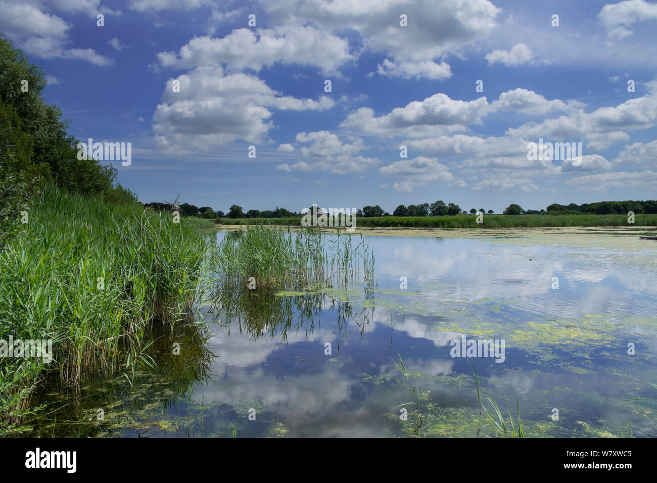 Blick auf Reedham Wasser, wie Hügel, Norfolk Broads National Park, England, Juli 2014. Stockfoto