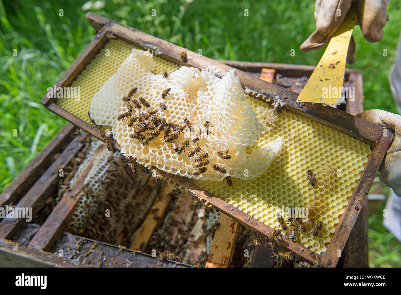 Imker entfernen unproduktive Burr Kamm von Honigbienen (Apis mellifera) Bienenkorb. Stockfoto